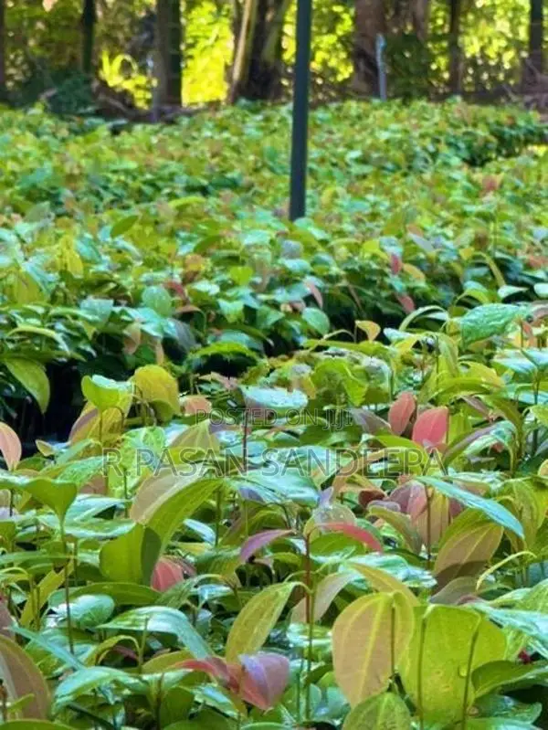 කුරුදු පැළ