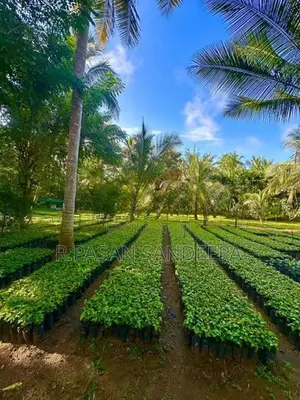 කුරුදු පැළ