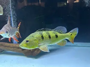 Peacock Bass