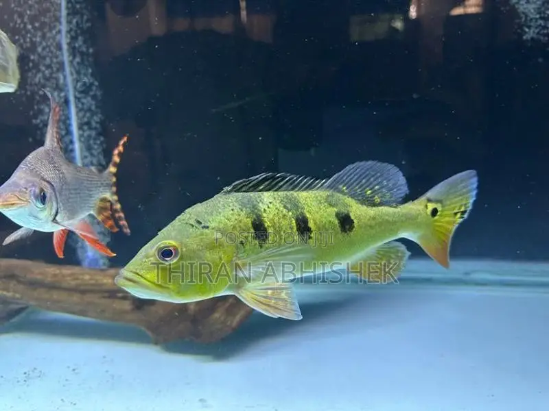Peacock Bass