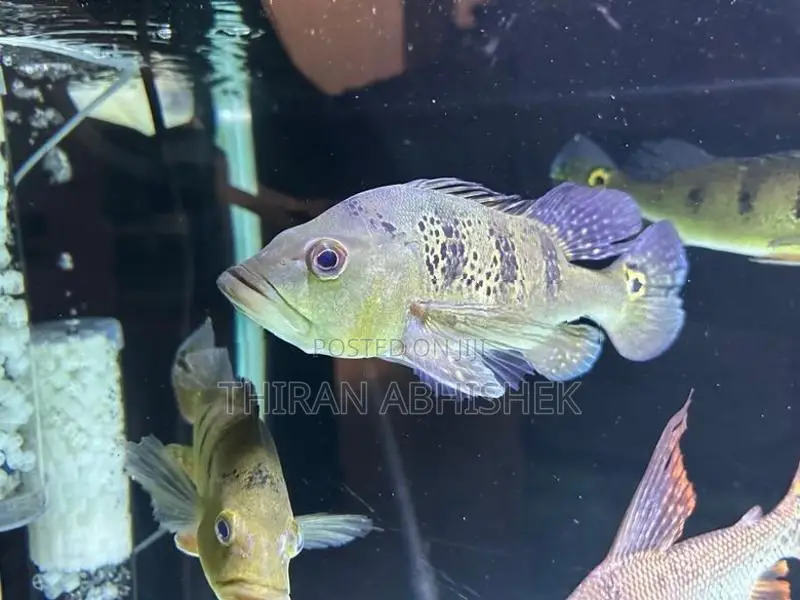 Peacock Bass
