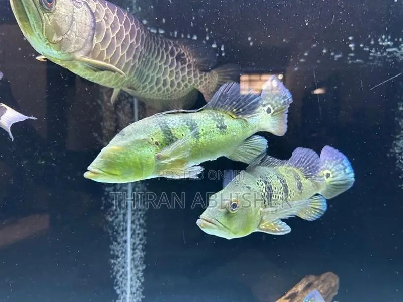 Peacock Bass
