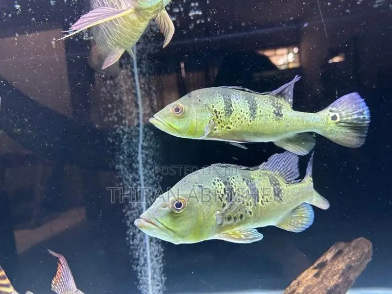Peacock Bass