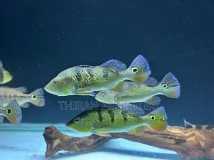 Peacock Bass