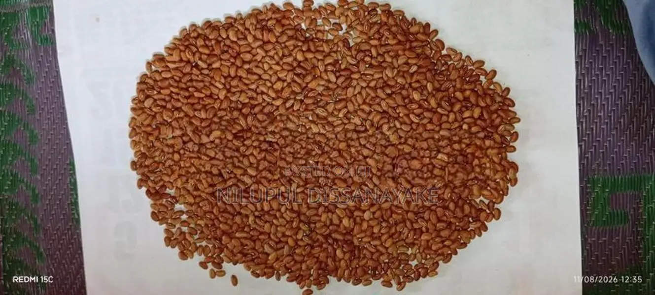 බෝංචි මෑ බීජ