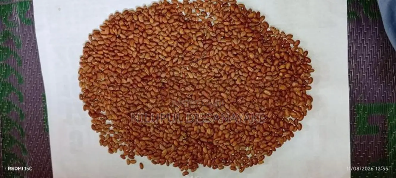 බෝංචි මෑ බීජ