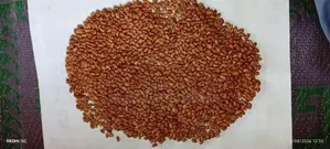 බෝංචි මෑ බීජ