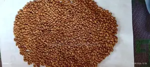 බෝංචි මෑ බීජ