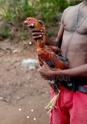 Velladiyan Rooster