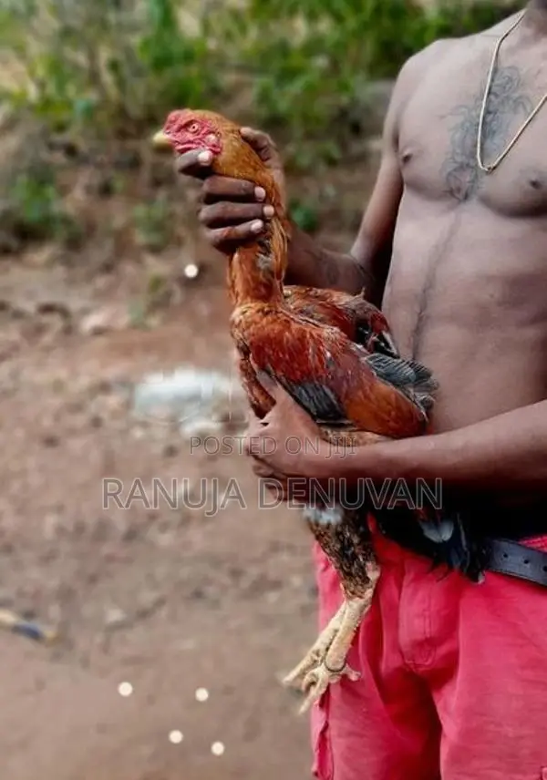 Velladiyan Rooster