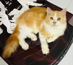 Persian Cat