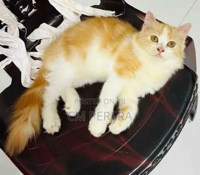Persian Cat