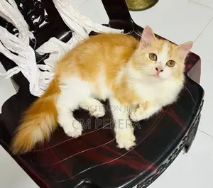Persian Cat