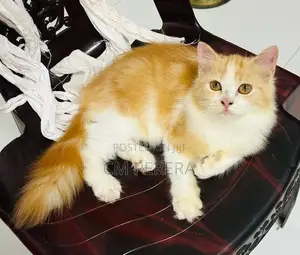 Persian Cat