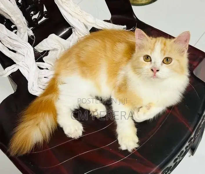 Persian Cat