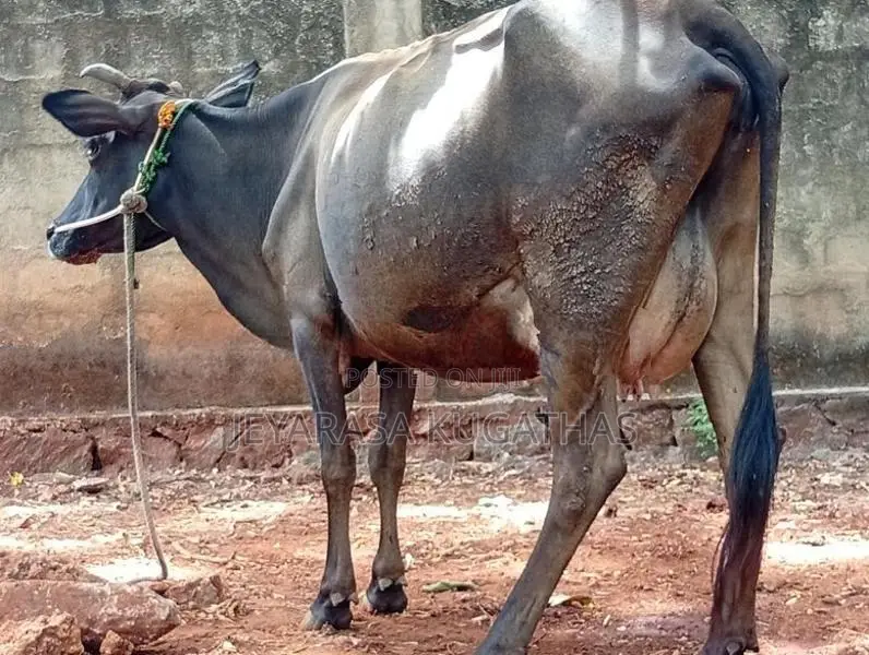 Milk Cow