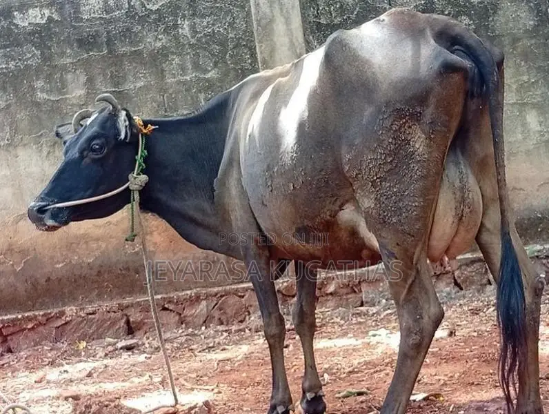 Milk Cow