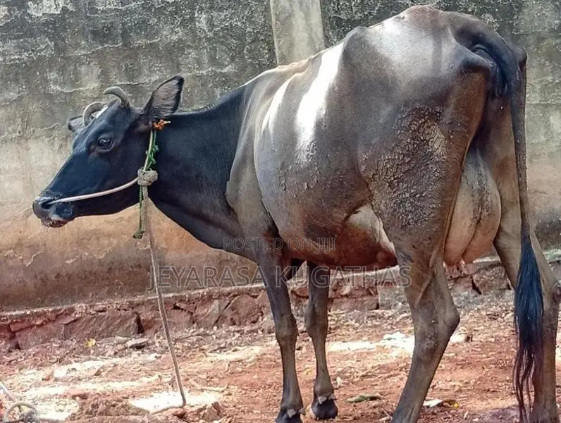 Milk Cow