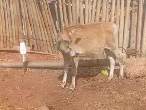 Milk Cow