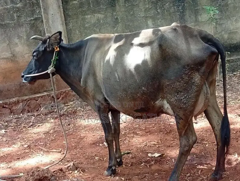 Milk Cow