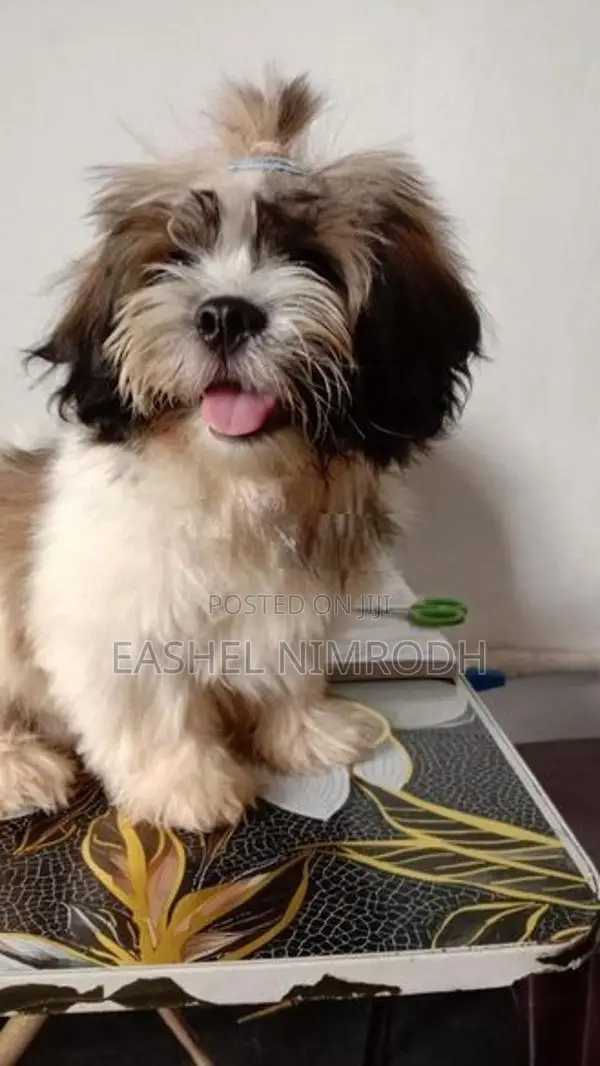 Shihtzu Dog