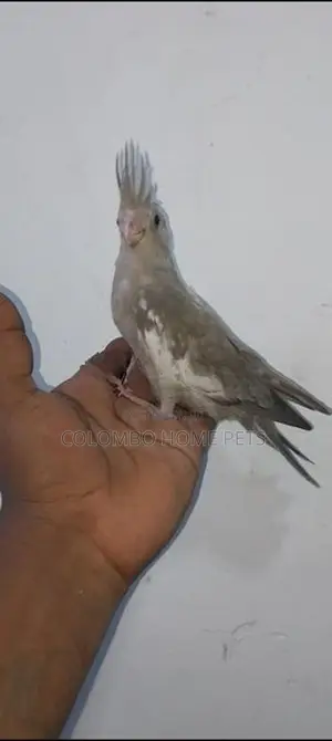 Cocktail Bird