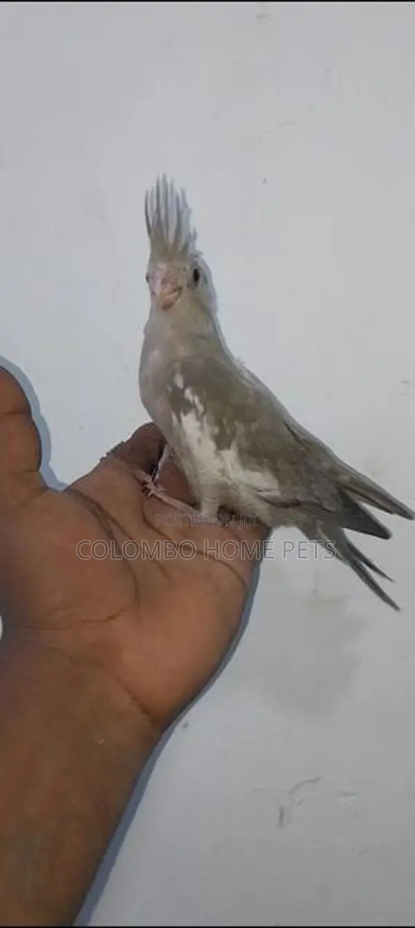 Cocktail Bird