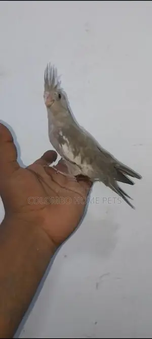 Cocktail Bird
