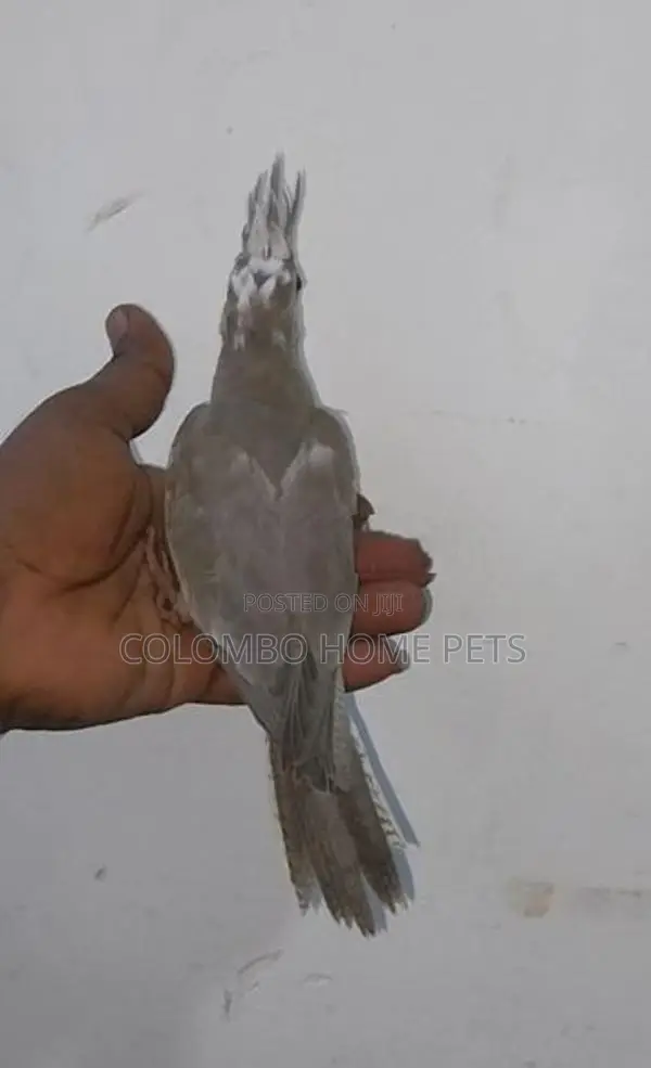 Cocktail Bird