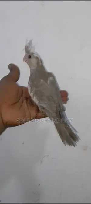 Cocktail Bird