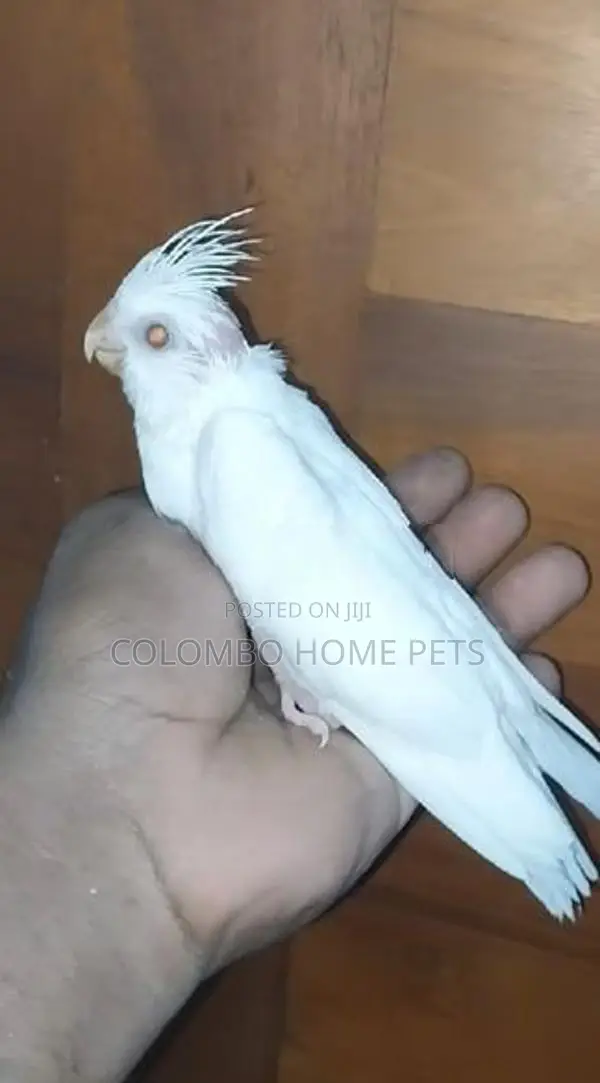 Cocktail Bird