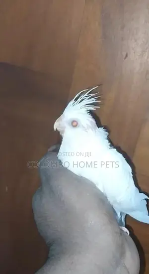 Cocktail Bird