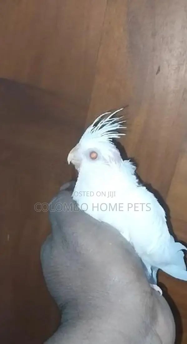 Cocktail Bird
