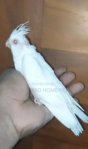 Cocktail Bird