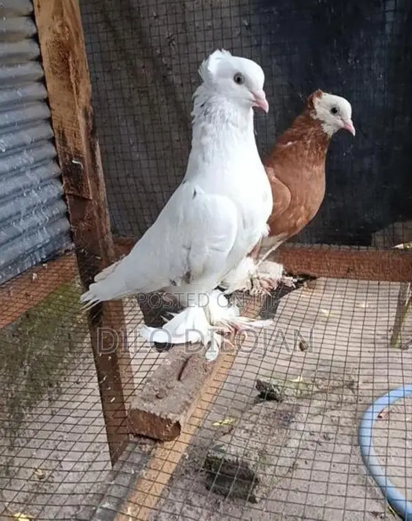 Chinese Boot Breeding Pair