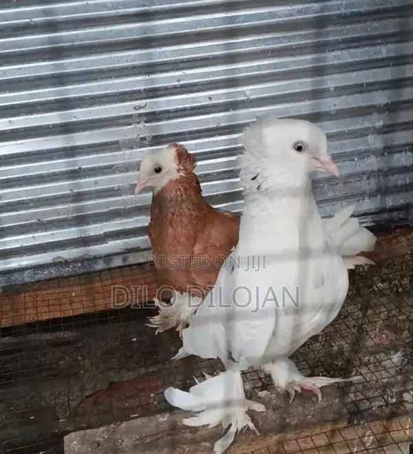 Chinese Boot Breeding Pair