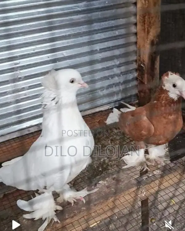 Chinese Boot Breeding Pair