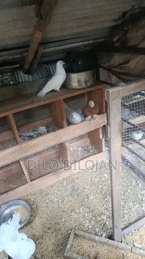 Chinese Boot Breeding Pair