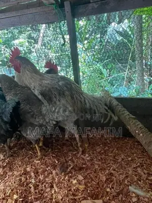Country Chicken