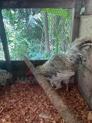 Country Chicken