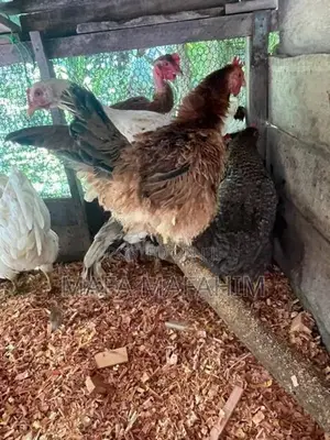 Country Chicken