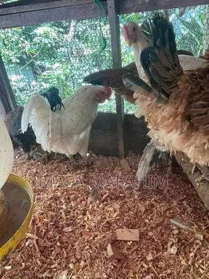 Country Chicken