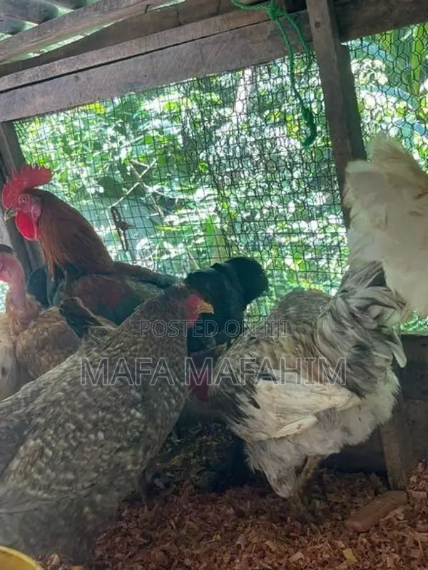 Country Chicken