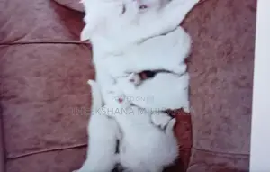 Persian Cat
