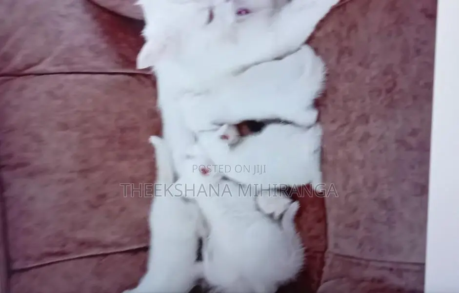 Persian Cat