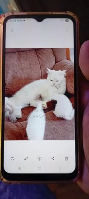 Persian Cat