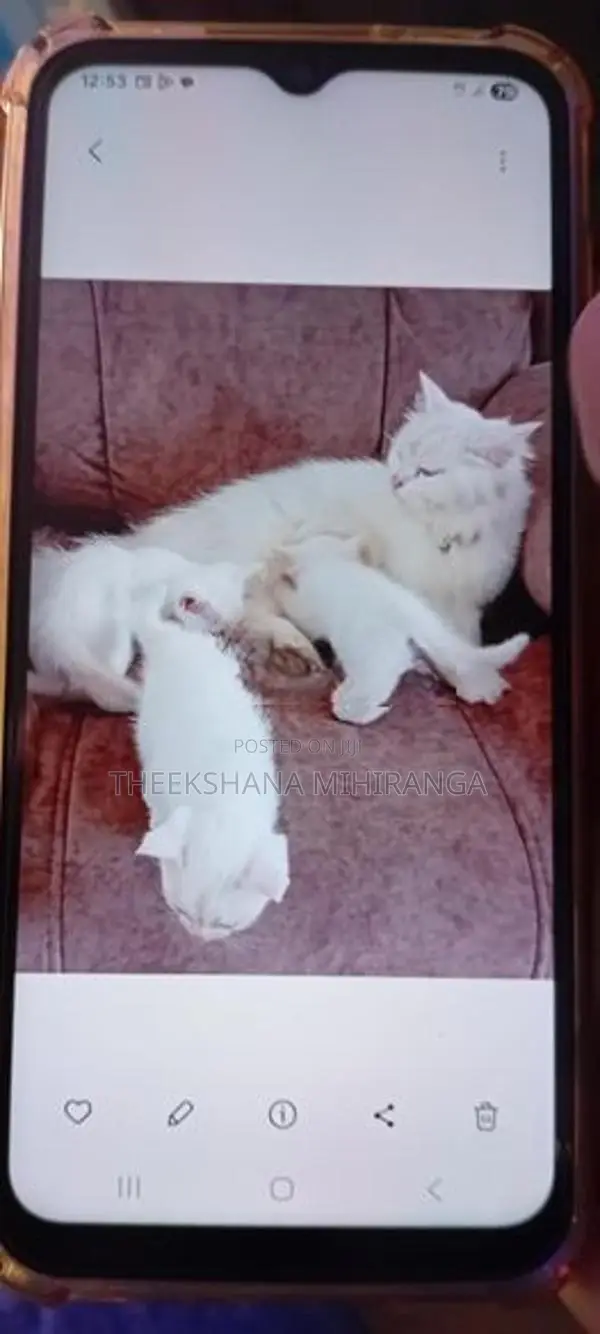 Persian Cat