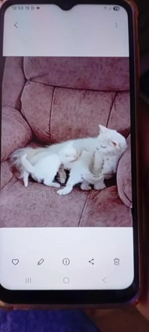 Persian Cat