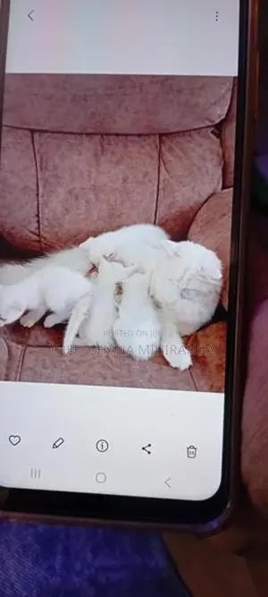 Persian Cat