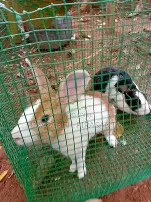 Rabbit